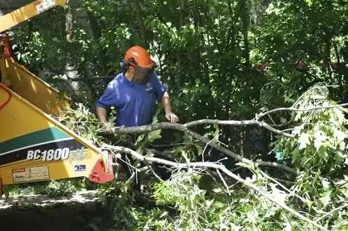 tree services Morganfield